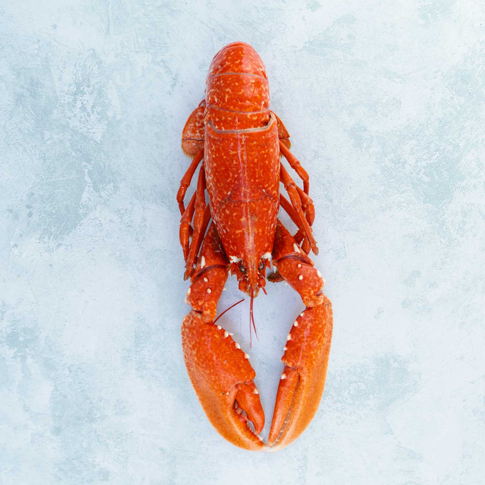 Wild Cooked British Lobster