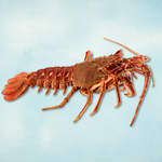 British Spiny Lobster Tail Meat (Crawfish)