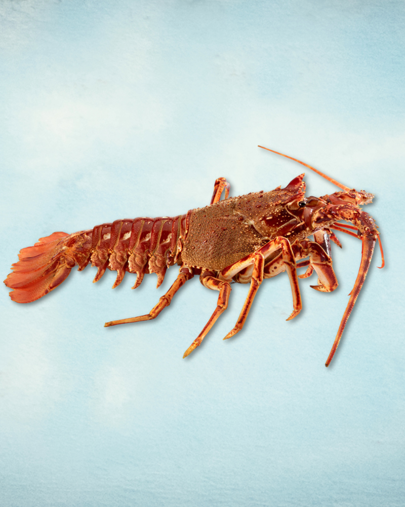 British Spiny Lobster Tail Meat (Crawfish)