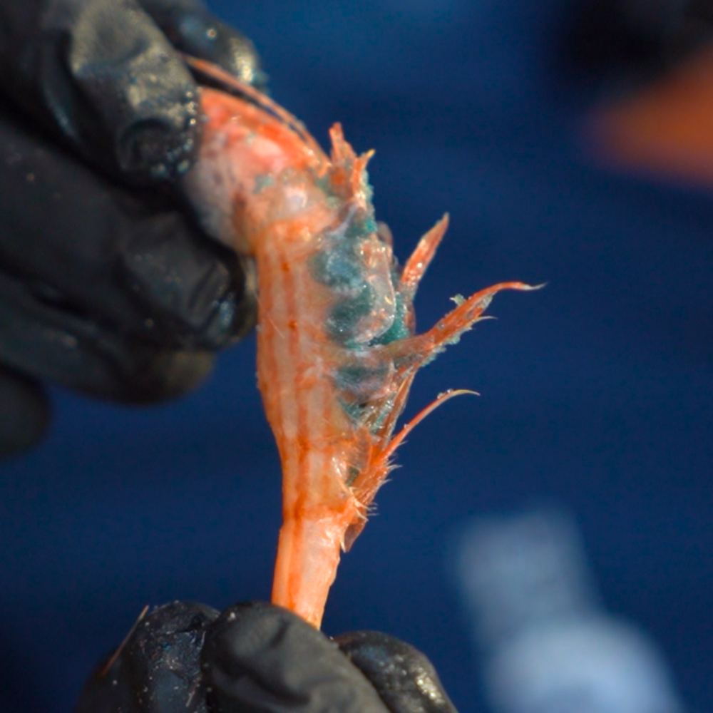 Wild Raw Blue Belly Shrimp