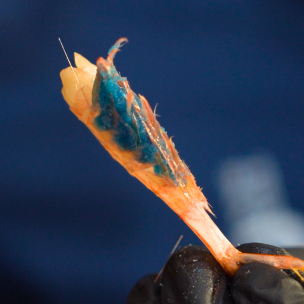 Wild Raw Blue Belly Shrimp