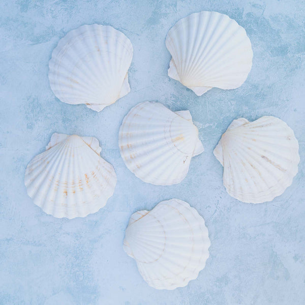 Scallop Shells - Buy Online, Empty & Clean Shells