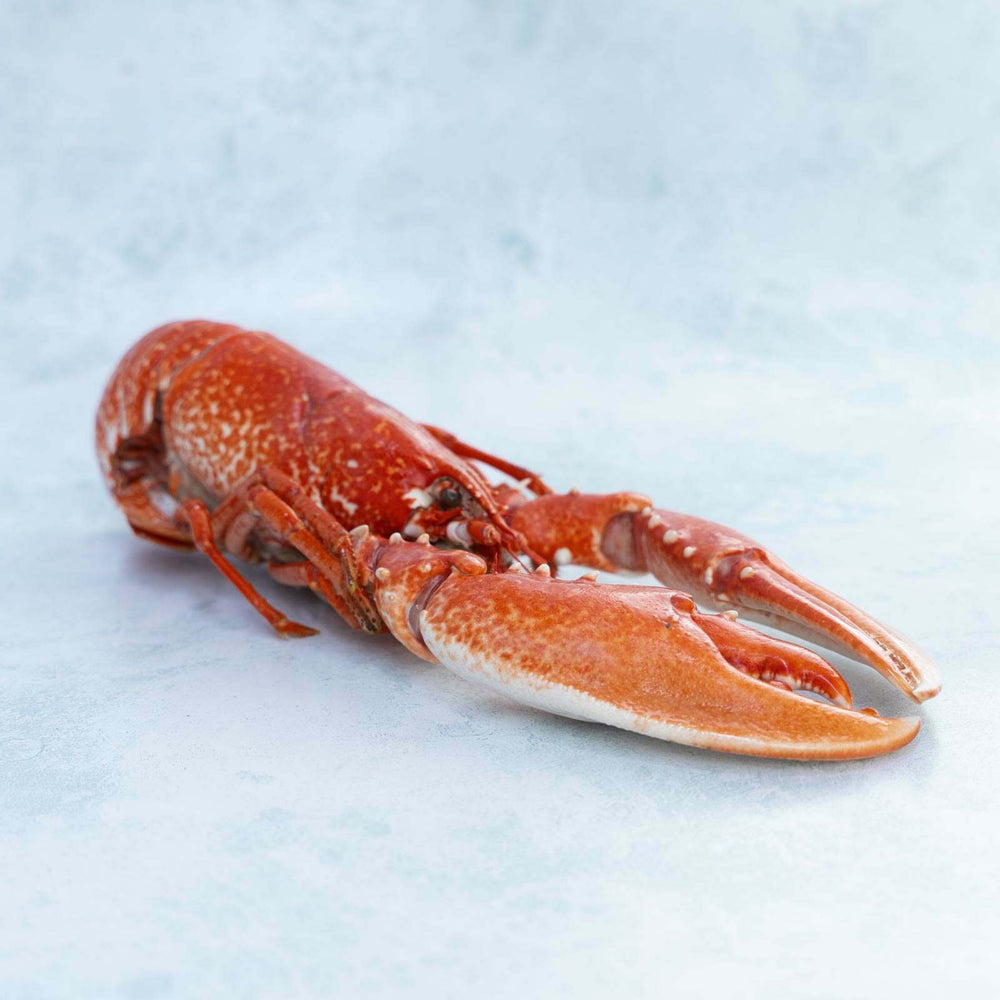 Wild Cooked British Lobster