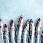 Whole Wild Atlantic Anchovies