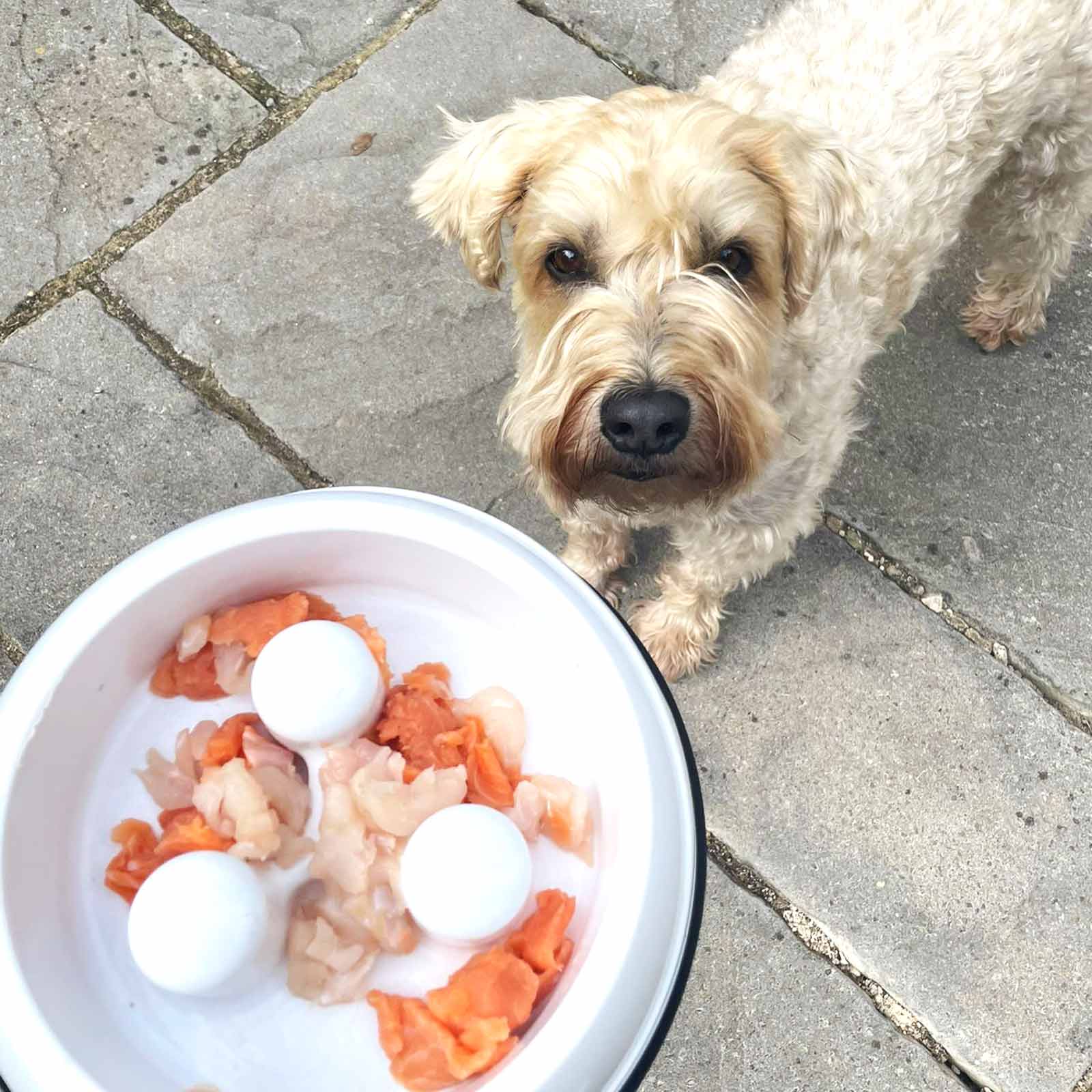 Fish bones shop and dogs