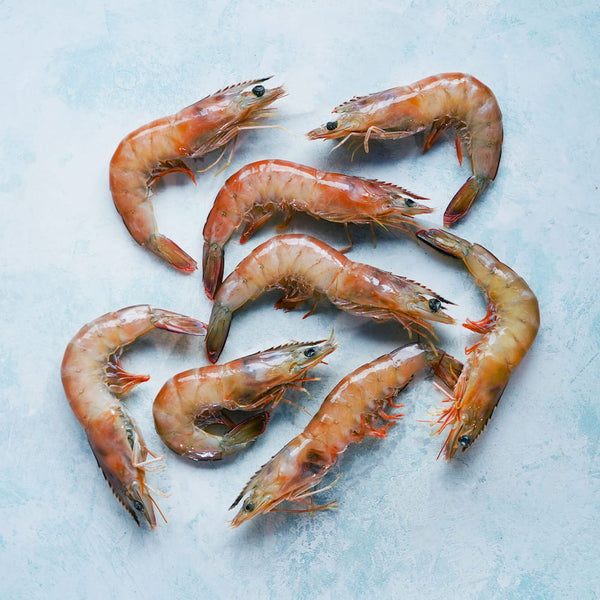 Fresh Wild White Prawns - Little Fish Company