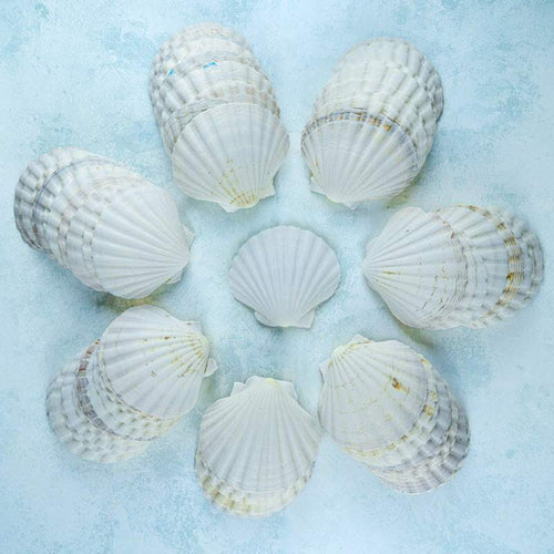 Cleaned Scallops Shells - Case Of 75